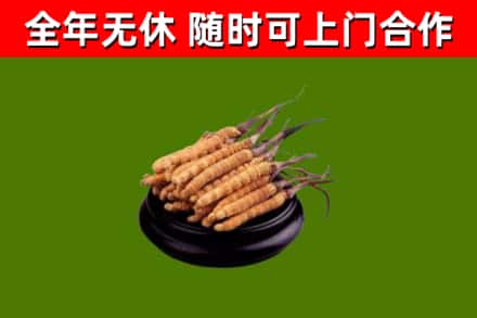 环翠区回收散虫草