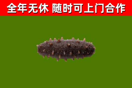 环翠区回收海参干